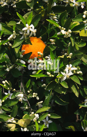 Agriculture - A mature harvest ready orange on the tree surrounded by Spring blossoms / near Orange Cove, California, USA. Stock Photo