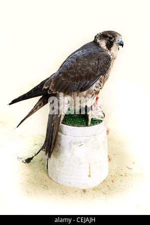 A hunting peregrine falcon feeding on raw meat and bones on its perch in the falconry area of Souq Waqif, Qatar, Arabia. Stock Photo