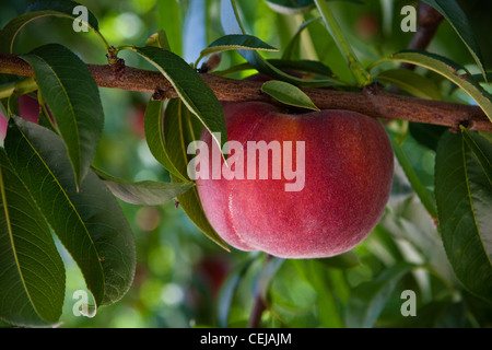 Agriculture - Closeup of a Earli Rich peach, on the tree, ripe and ready for harvest / near Dinuba, California, USA. Stock Photo