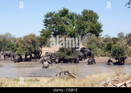 Herd of elephants at watering hole,Legends Game Reserve,Limpopo Province Stock Photo