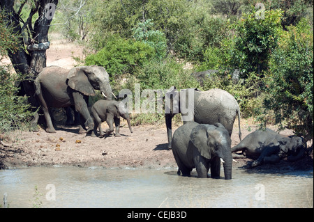 Herd of elephants at watering hole,Legends Game Reserve,Limpopo Province Stock Photo