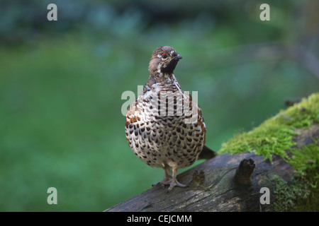 Haselhuhn Hazel Grouse Hazel Hen Tetrastes bonasia Stock Photo