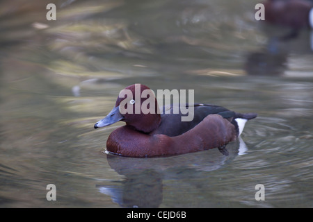 Moorente, Aythya nyroca, ferruginous duck Stock Photo