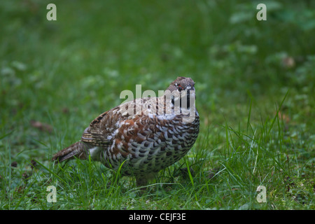 Haselhuhn Hazel Grouse Hazel Hen Tetrastes bonasia Stock Photo