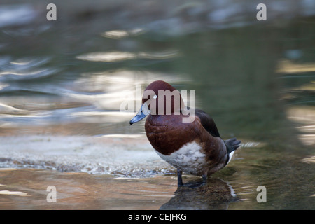 Moorente, Aythya nyroca, ferruginous duck Stock Photo