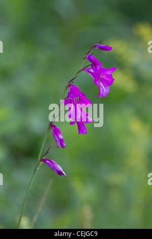 Sumpf-Gladiole, Gladiolus palustris, Marsh gladiolus Stock Photo