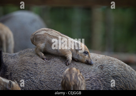 Wildschwein, Sus scrofa, wild boar Stock Photo