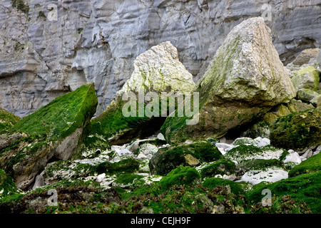 The white chalk cliffs and rocks covered in seaweed at low tide at Cap Blanc Nez, Pas-de-Calais, France Stock Photo