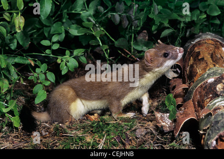 Ermine, Stoat, Short-tailed weasel (Mustela erminea), romping, hunting ...