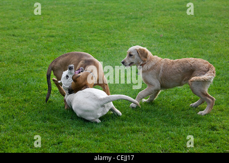 Young dogs (Canis lupus familiaris) having fun by playing, chasing and biting each other in garden Stock Photo