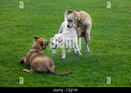 Young dogs (Canis lupus familiaris) having fun by playing, chasing and biting each other in garden Stock Photo