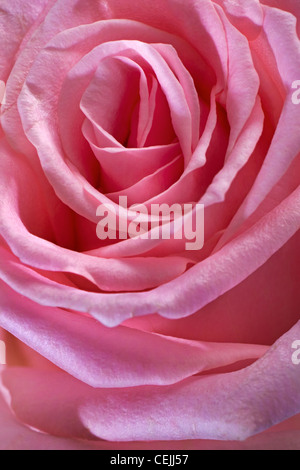 Pink rose close-up as romantic flower Stock Photo