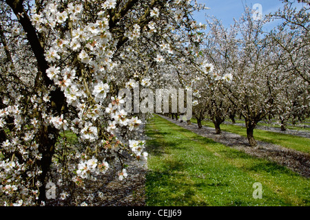 Agriculture - Almond orchard in full bloom during the early petal fall stage / near Ripon, California, USA. Stock Photo