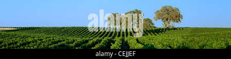 Agriculture - Rolling mid-summer wine grape vineyard with oak trees on the hillside / near Clements, California, USA. Stock Photo