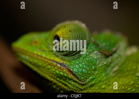 Jewel chameleon (Chamaeleo lateralis) Furcifer lateralis Stock Photo