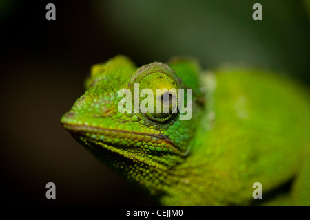 Jewel chameleon (Chamaeleo lateralis) Furcifer lateralis Stock Photo