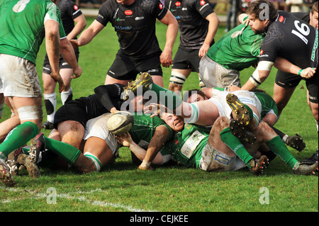 Rugby game, Wharfedale Rugby Union Football Club, North Yorkshire UK Stock Photo