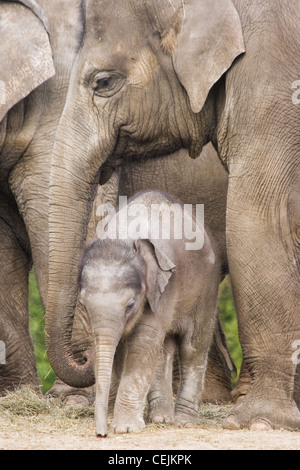 Asian baby elephant or Elephas maximus standing between the big legs of her family Stock Photo