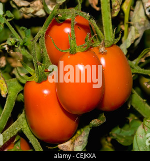 Agriculture - Mature harvest ready processing tomatoes on the vine / near Byron, California, USA. Stock Photo