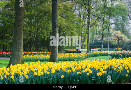 Yellow daffodils and tulips in a park with blossoming trees Stock Photo