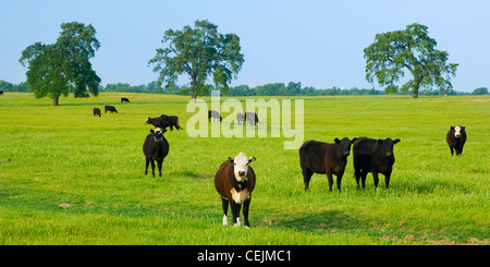Livestock - Black Baldie and Black Angus beef cattle on a green Spring pasture / near Clements, California, USA. Stock Photo