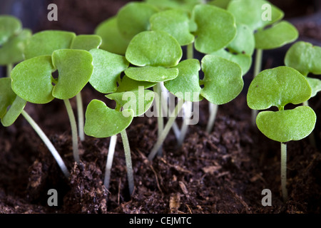 basil seedlings growing in compost after germination Stock Photo