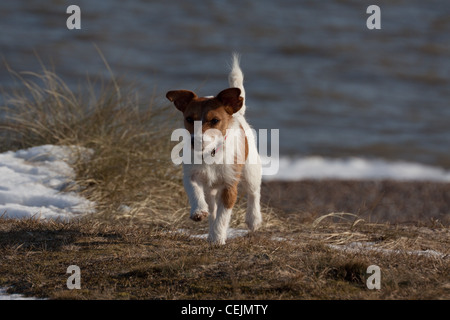 A Parsons Jack Russell Terrier running along a sand dune beach in the winter, with patches of snow, and the sea behind Stock Photo