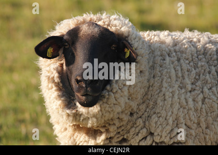 Suffolk sheep Stock Photo