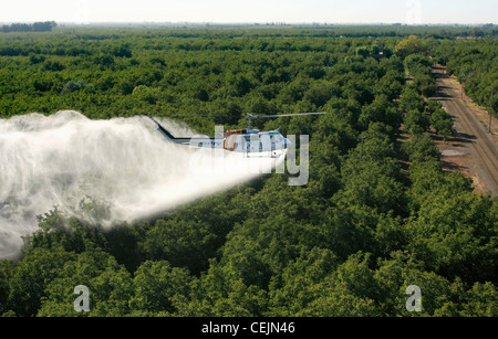 Agriculture - Aerial chemical application by a helicopter over a walnut orchard in late Summer / California, USA. Stock Photo
