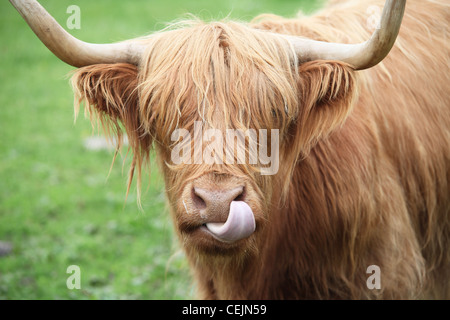 a highland cow sticking its tongue out Stock Photo