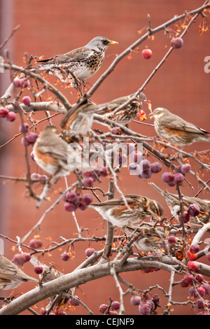 Fieldfares and Redwings feeding in Crab Apple tree, England, UK Stock Photo