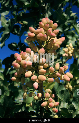 Agriculture - Cluster of maturing pistachios on the tree / San Joaquin Valley, California, USA. Stock Photo