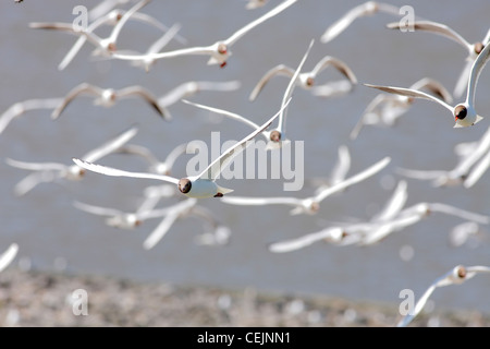 black headed gulls at Eidersperrwerk (Lat.: Larus ridibundus)