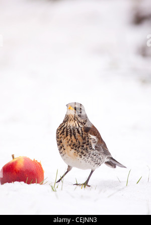 Fieldfare feeding on apples in winter orchard, Worcestershire, England, UK Stock Photo