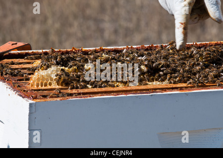 A hobbyist beekeeper in Stevensville, Montana opens the Langstroth frames in order to harvest honey in late fall. Stock Photo