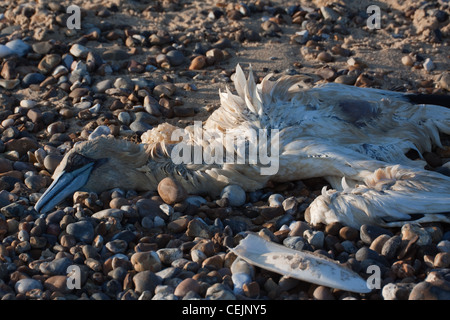 A dead gannet Morus bassanus on a stony beach in Suffolk, England Stock Photo