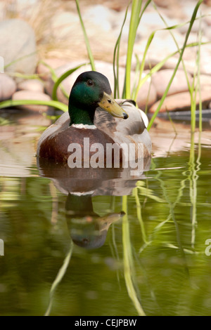 Male mallard in garden pond, England UK Stock Photo