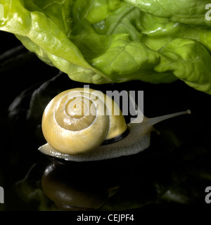 studio photography of a yellow Grove snail and lettuce leaf in dark reflective back Stock Photo