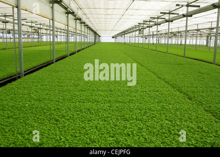 Processing tomato seedlings being propagated in a greenhouse, to be transported to the field where they will be transplanted. Stock Photo