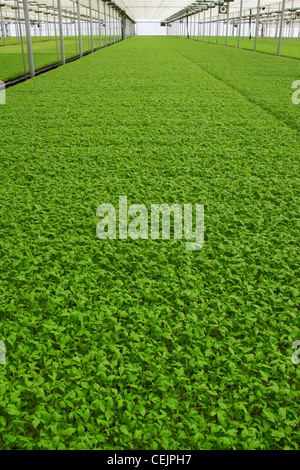 Processing tomato seedlings being propagated in a greenhouse, to be transported to the field where they will be transplanted. Stock Photo