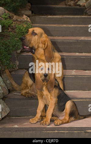 Bloodhound adult and puppy sitting together on stairs Stock Photo