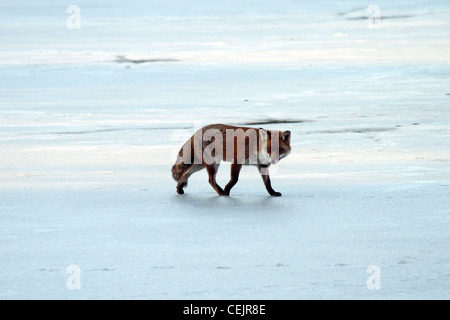 Red Fox (Vulpes vulpes) - walking on frozen lake Stock Photo