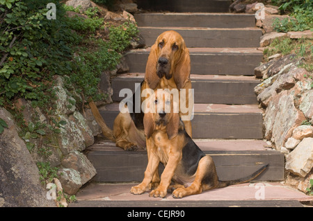 Bloodhound adult and puppy sitting together on stairs Stock Photo