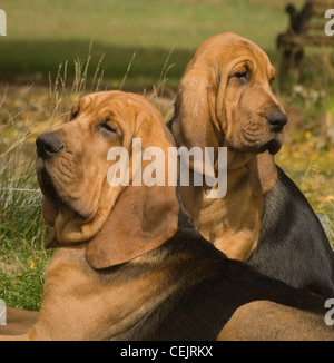 Bloodhound adult and puppy together-close up Stock Photo