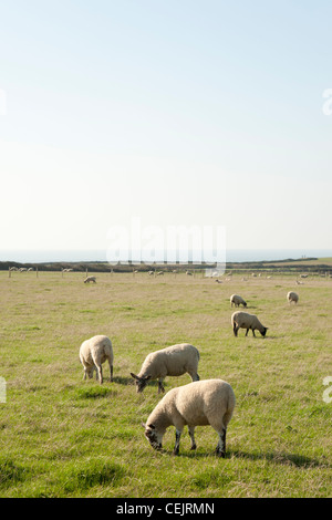 Sheep grazing in a field, Rhossili Bay, Gower Peninsula, South Wales Stock Photo