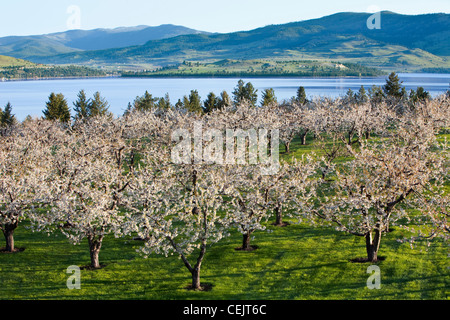 Agriculture - Cherry orchard in full bloom with Flathead Lake in the background / near Polson, Montana, USA. Stock Photo
