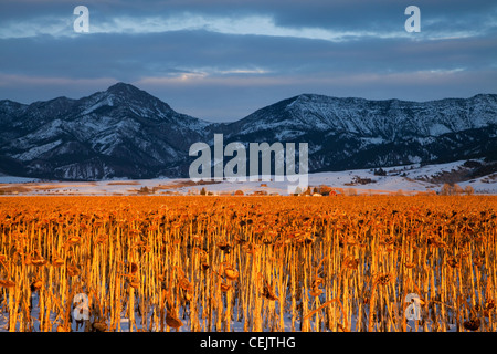 Agriculture - Field of mature unharvested sunflower plants in late afternoon Winter light / near Bozeman, Montana, USA. Stock Photo