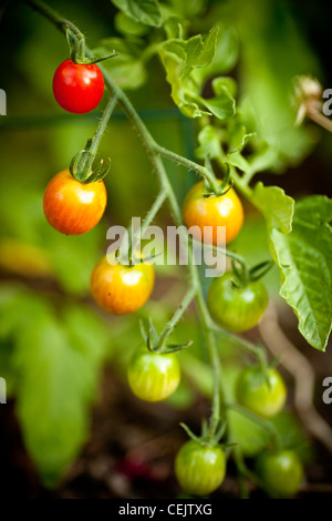 Tomatoes growing on a vine Stock Photo