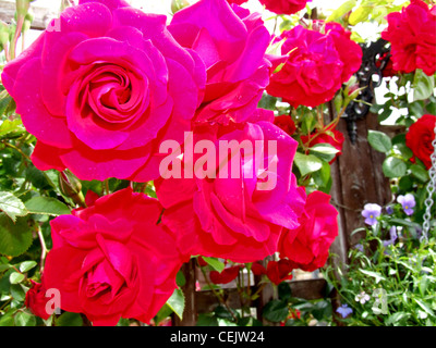 Climbing red roses growing on a trellis in a garden Stock Photo