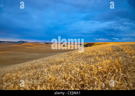 Agriculture - Mature crop of barley in early morning light with wheat fields in the background / near Pullman, Washington, USA. Stock Photo